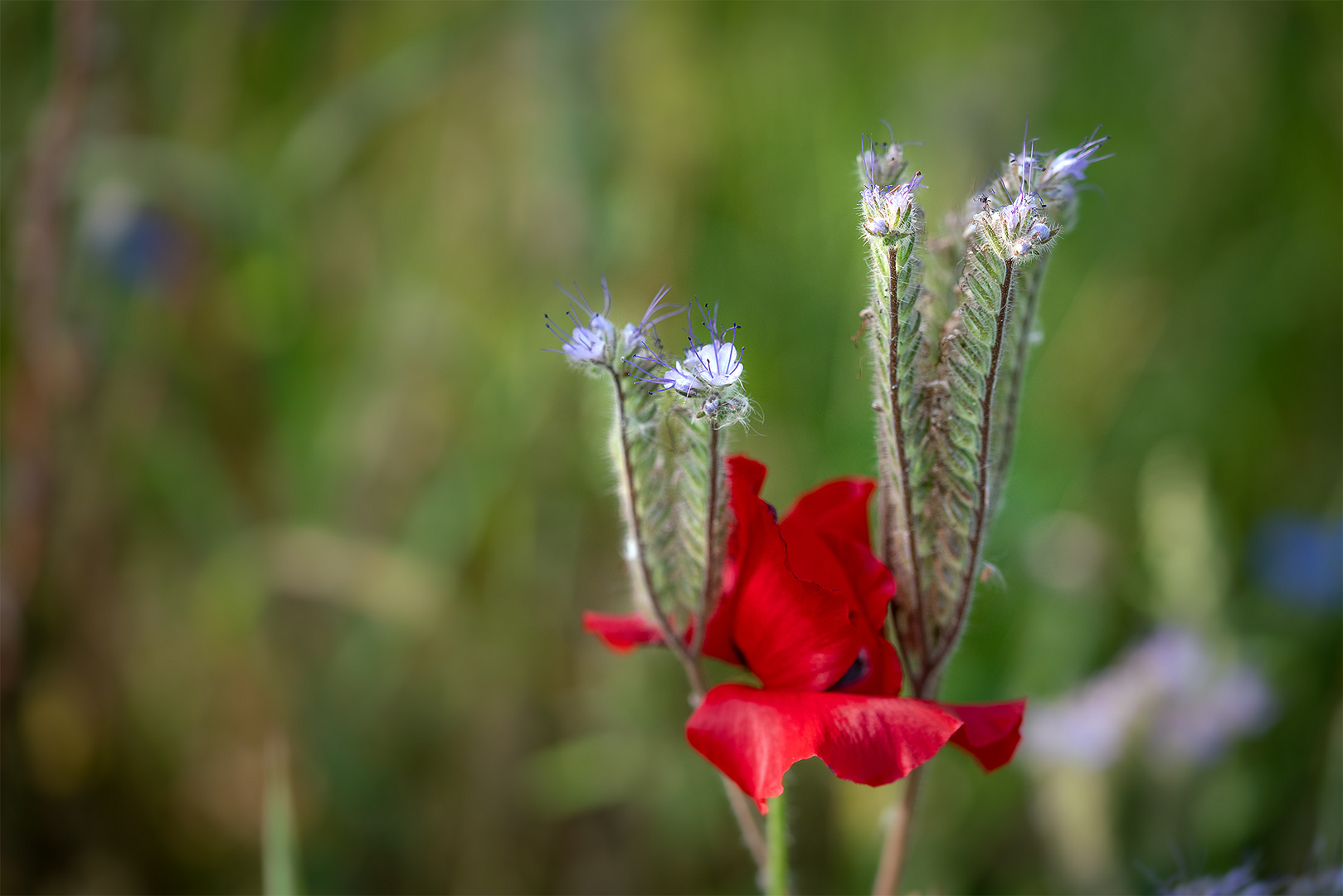 Schönheit in der Natur