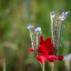 Schönheit in der Natur