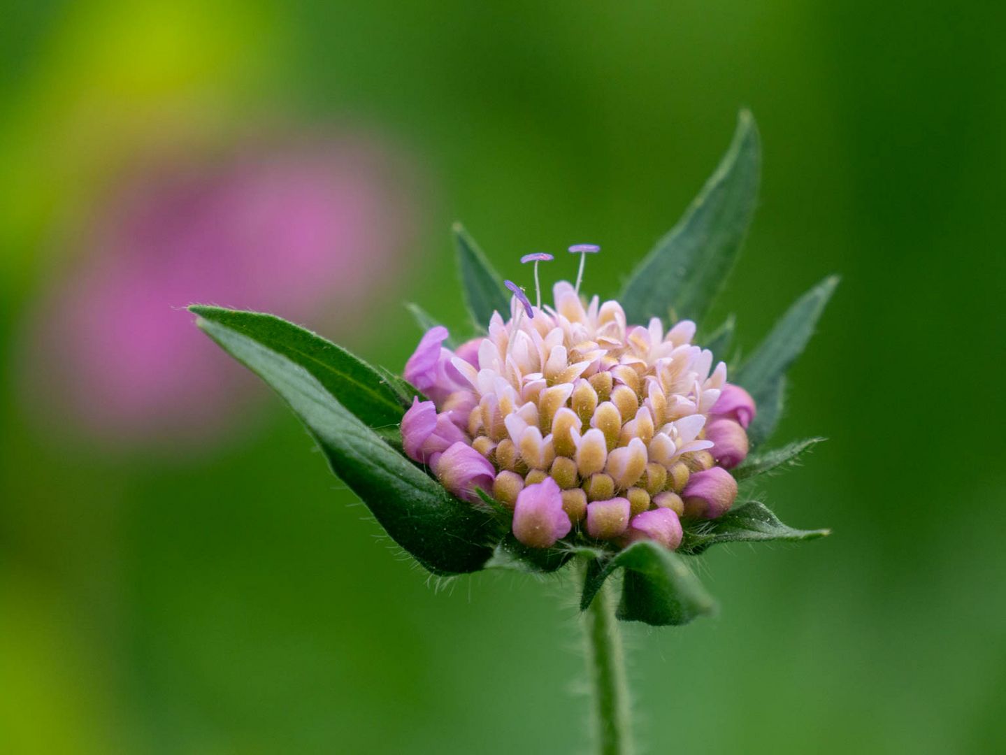 Schönheit in der wilden Wiese