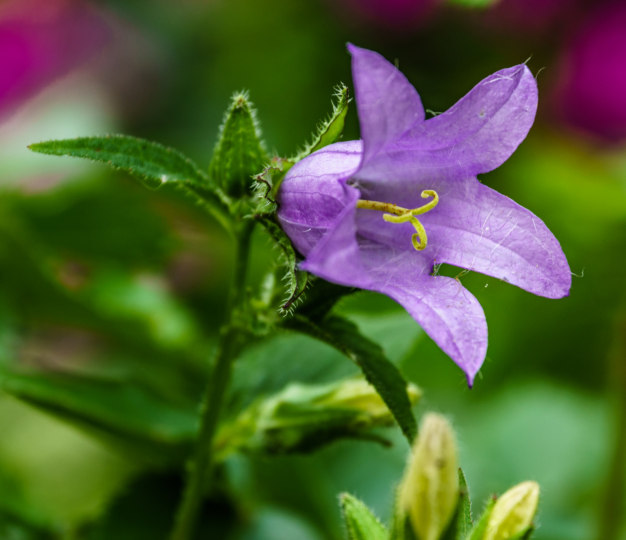 Schönheit in Lila Foto & Bild pflanzen, pilze & flechten, blüten