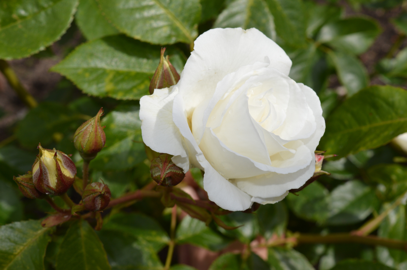 Schönheit in Nachbars Garten