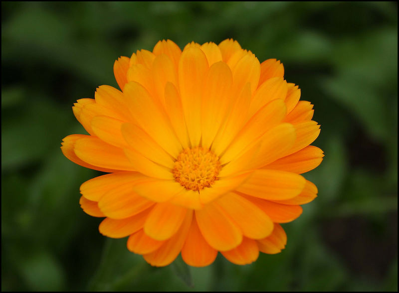 Schönheit in Orange - Ringelblume