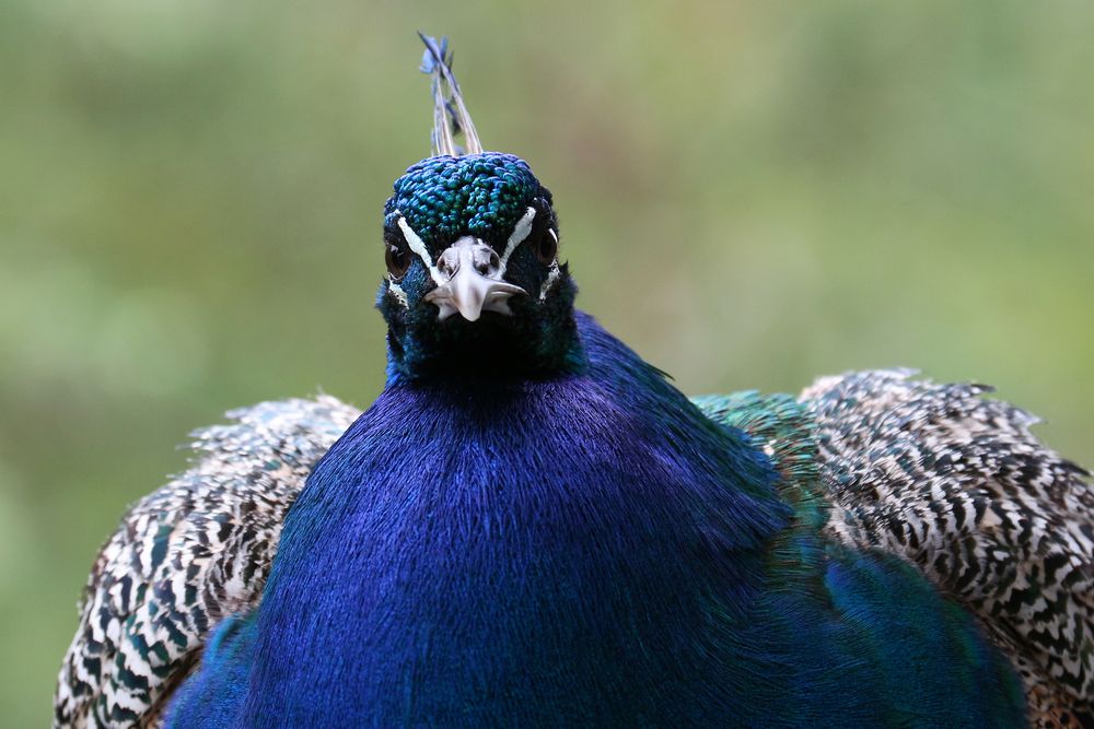 Schönheit in Pfaublau