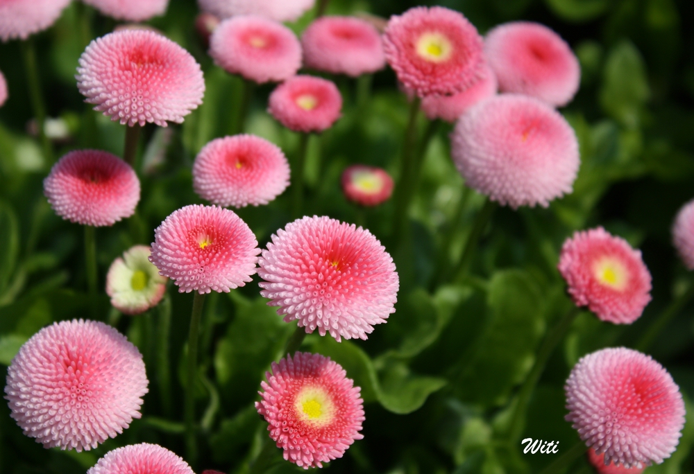 Schönheit in Pink