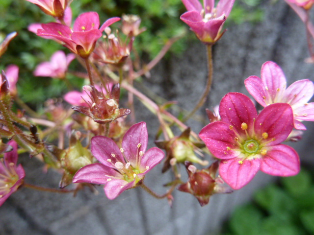 Schönheit in pink