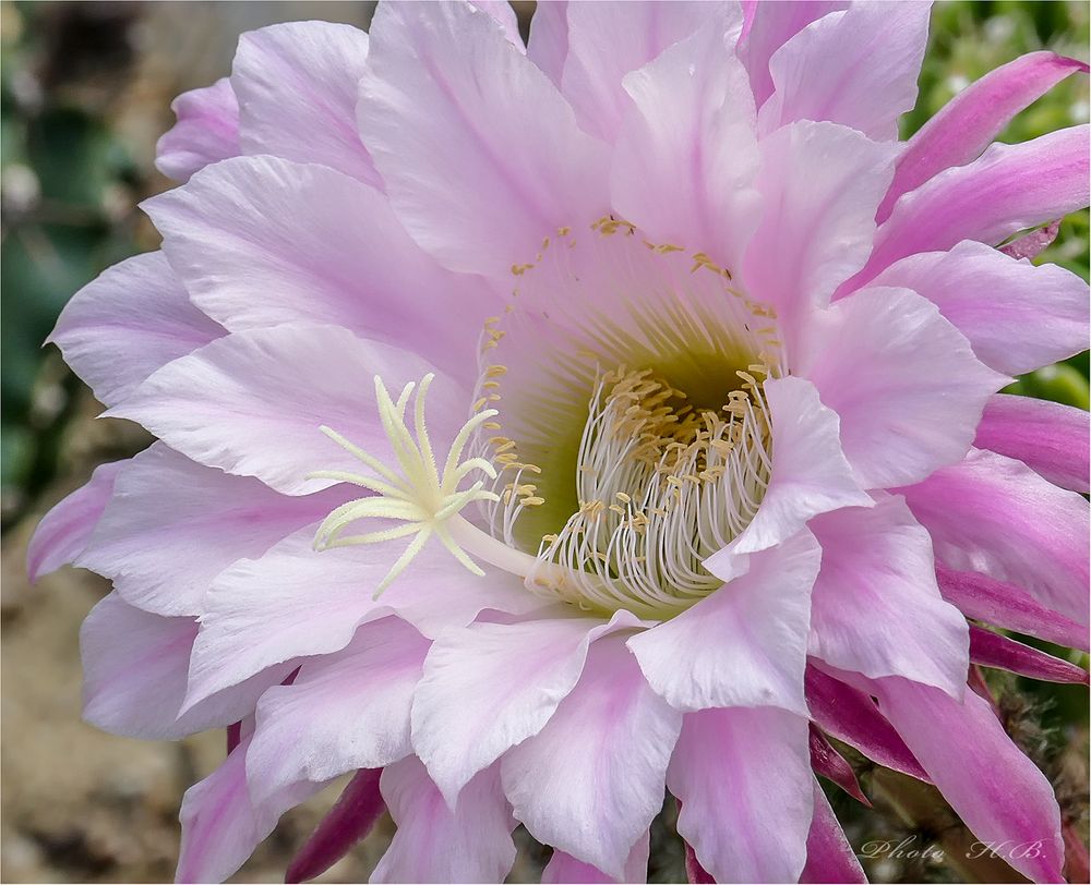 Schönheit in Pink