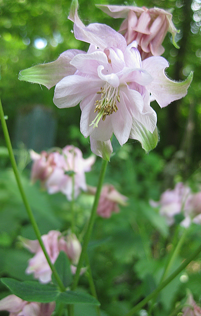 Schönheit in rosa