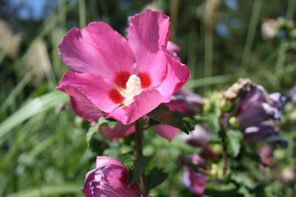 Schönheit in Rosa