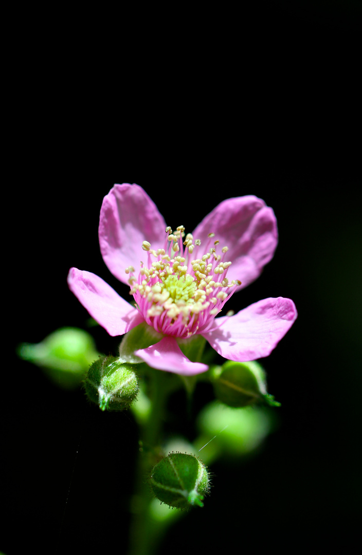 Schönheit in rosa