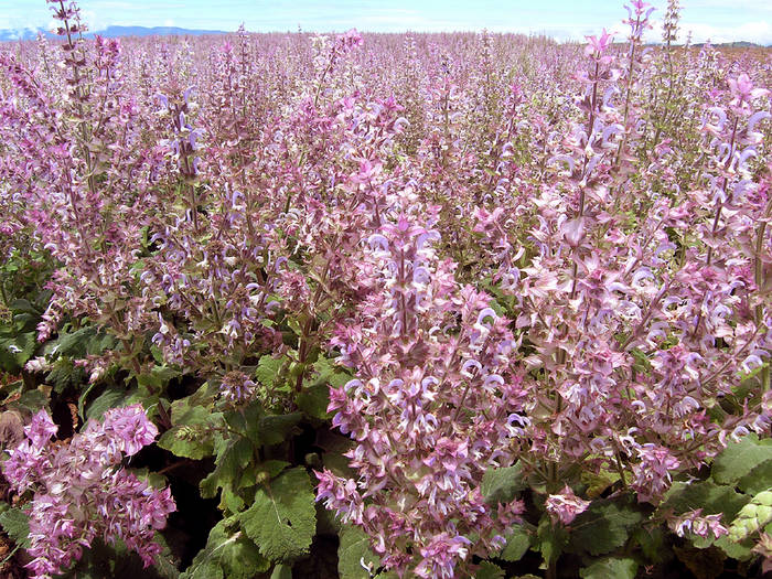 Schönheit in rosa