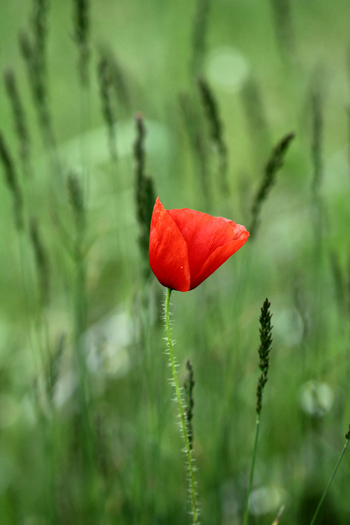 Schönheit in Rot