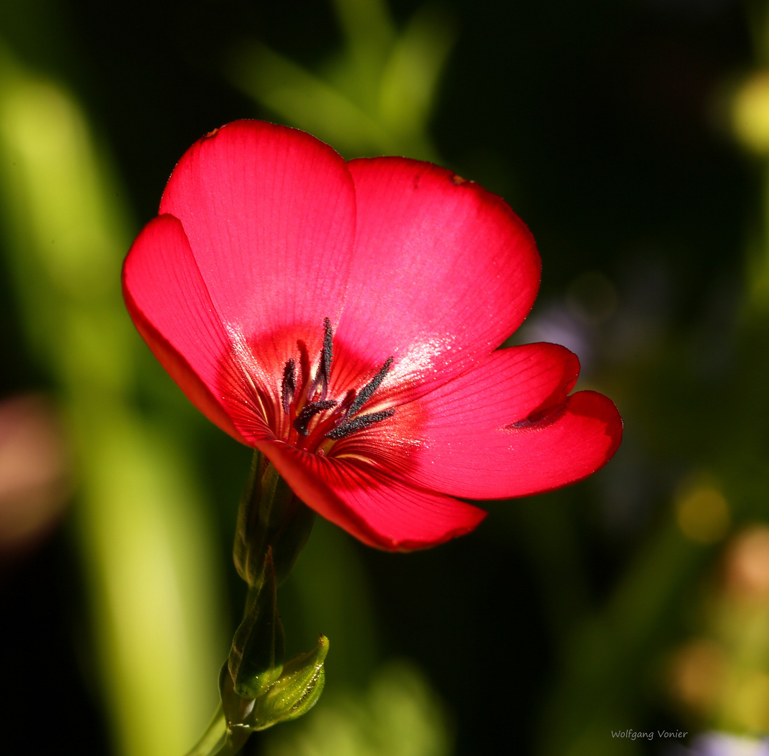 Schönheit in rot