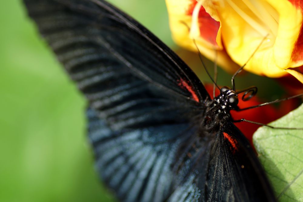 Schönheit in Schwarz