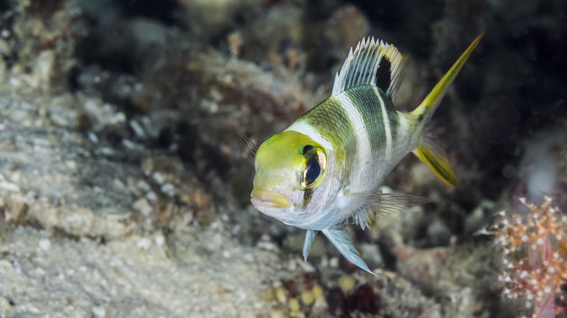 Schönheit in Selayar, Südsulawesi, 