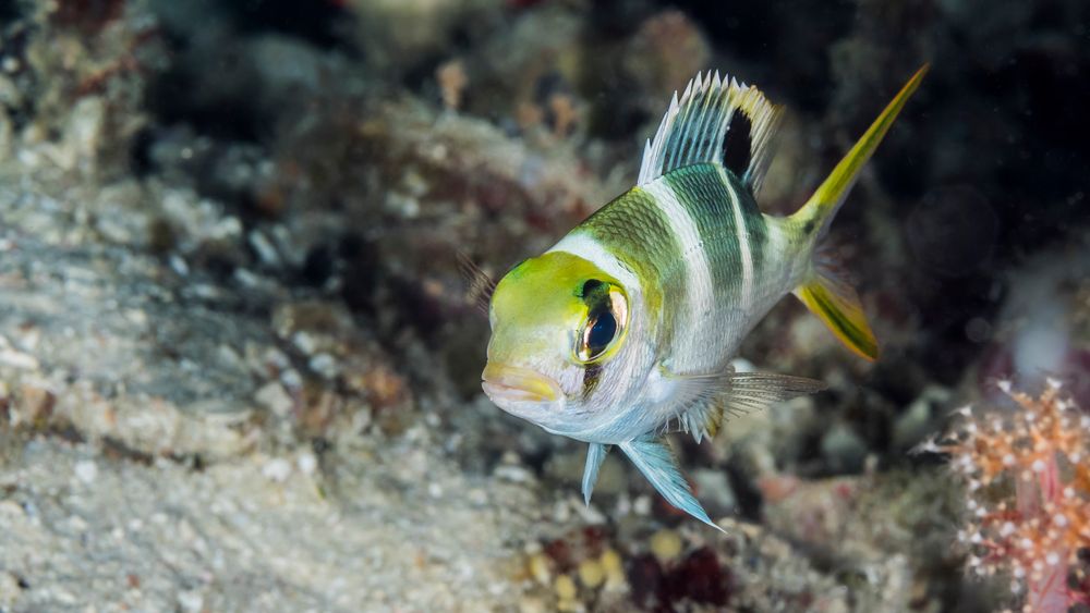 Schönheit in Selayar, Südsulawesi, 