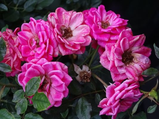 Schönheit ist auch vergänglich