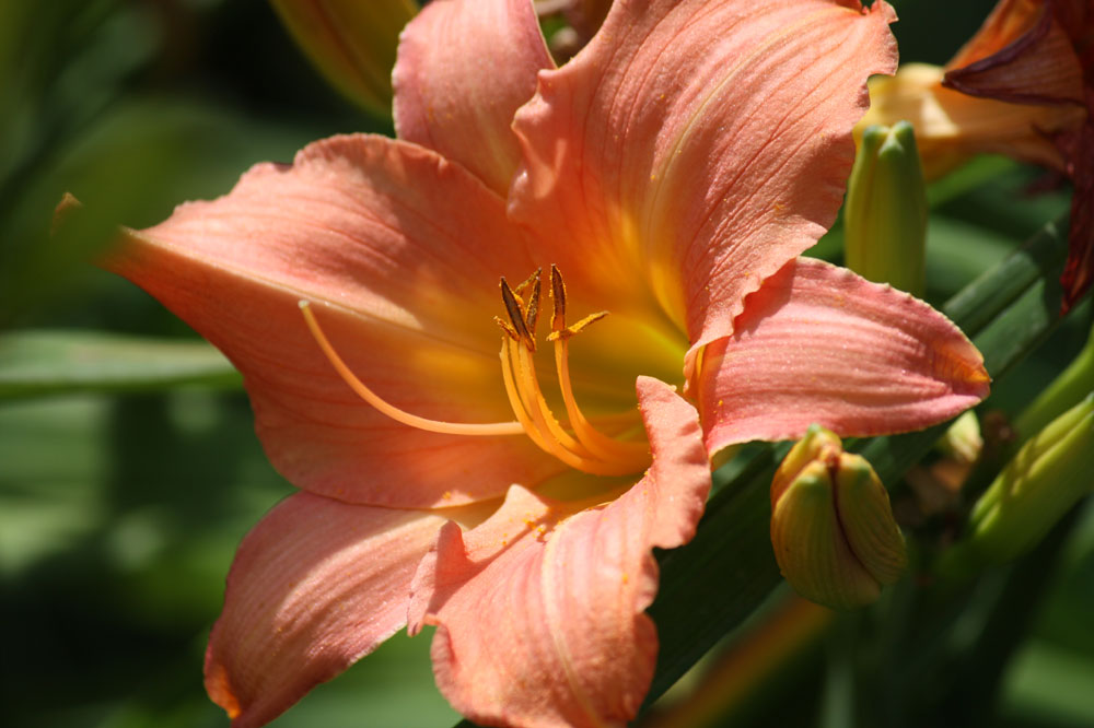 Schönheit ist erblich - nicht nur bei Lilien