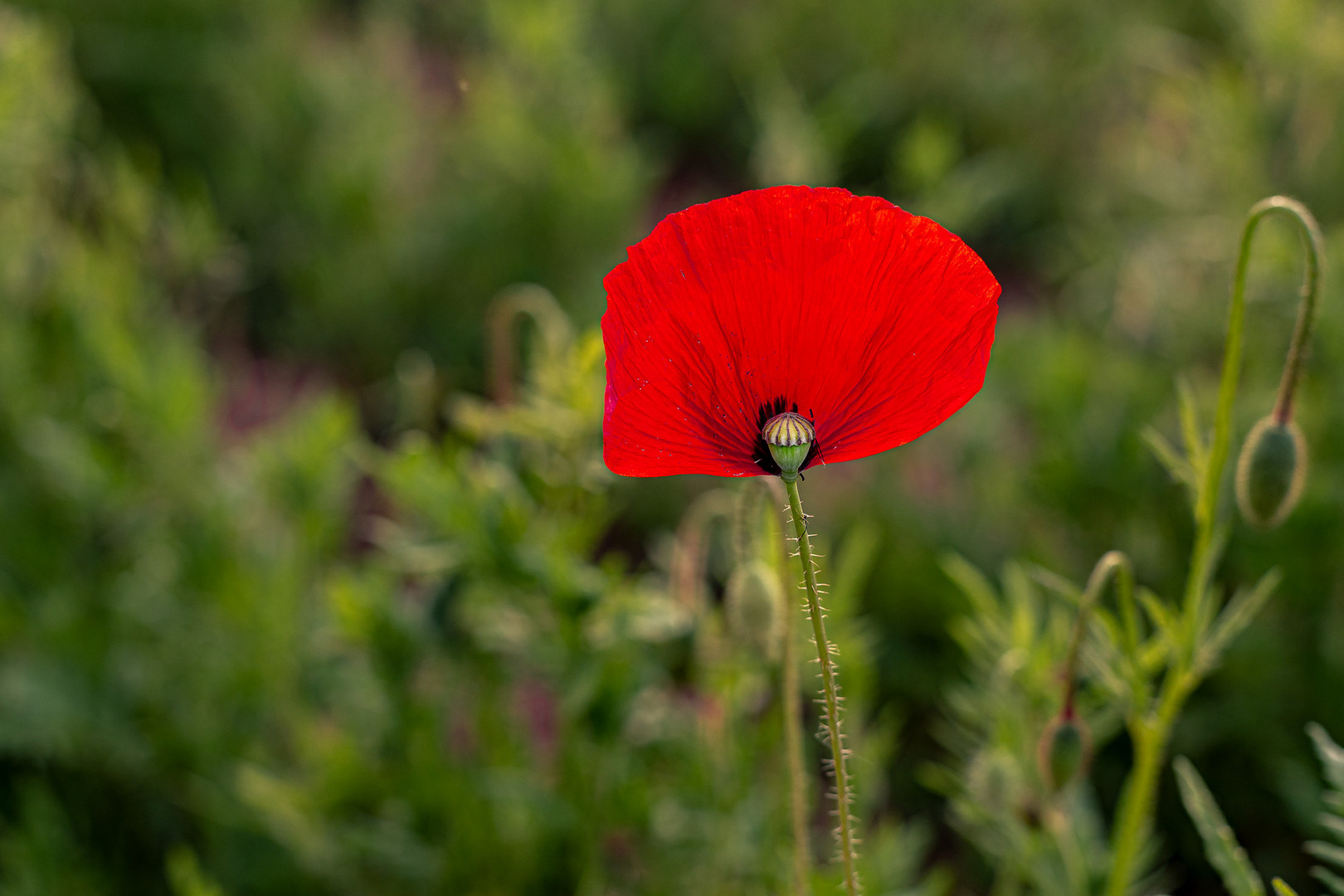 Schonheit Ist Verganglich Foto Bild Pflanzen Pilze Flechten Landschaft Bluten Kleinpflanzen Bilder Auf Fotocommunity