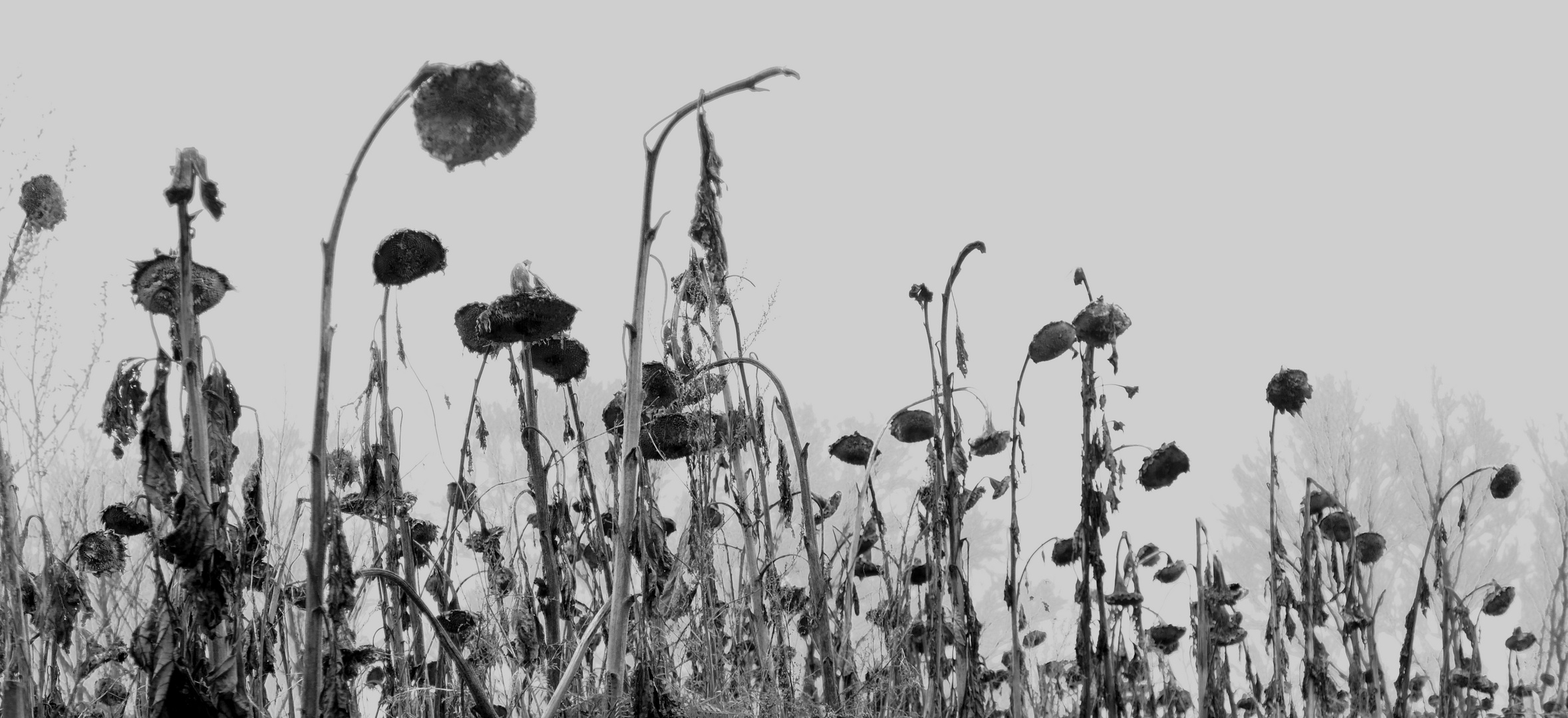 Schönheit ist vergenglich ( Sonnenblumen )