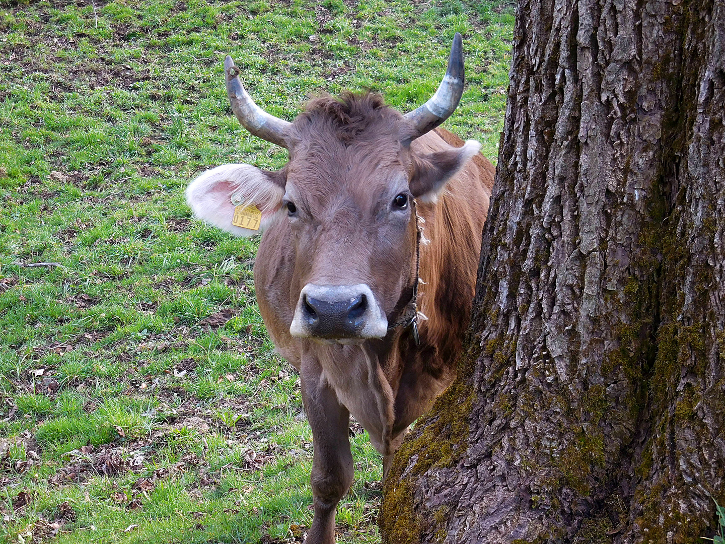 Schönheit mit Horn