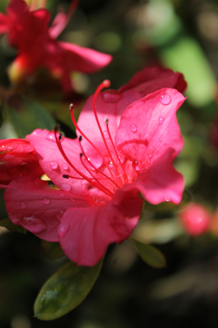 schönheit nach dem regen