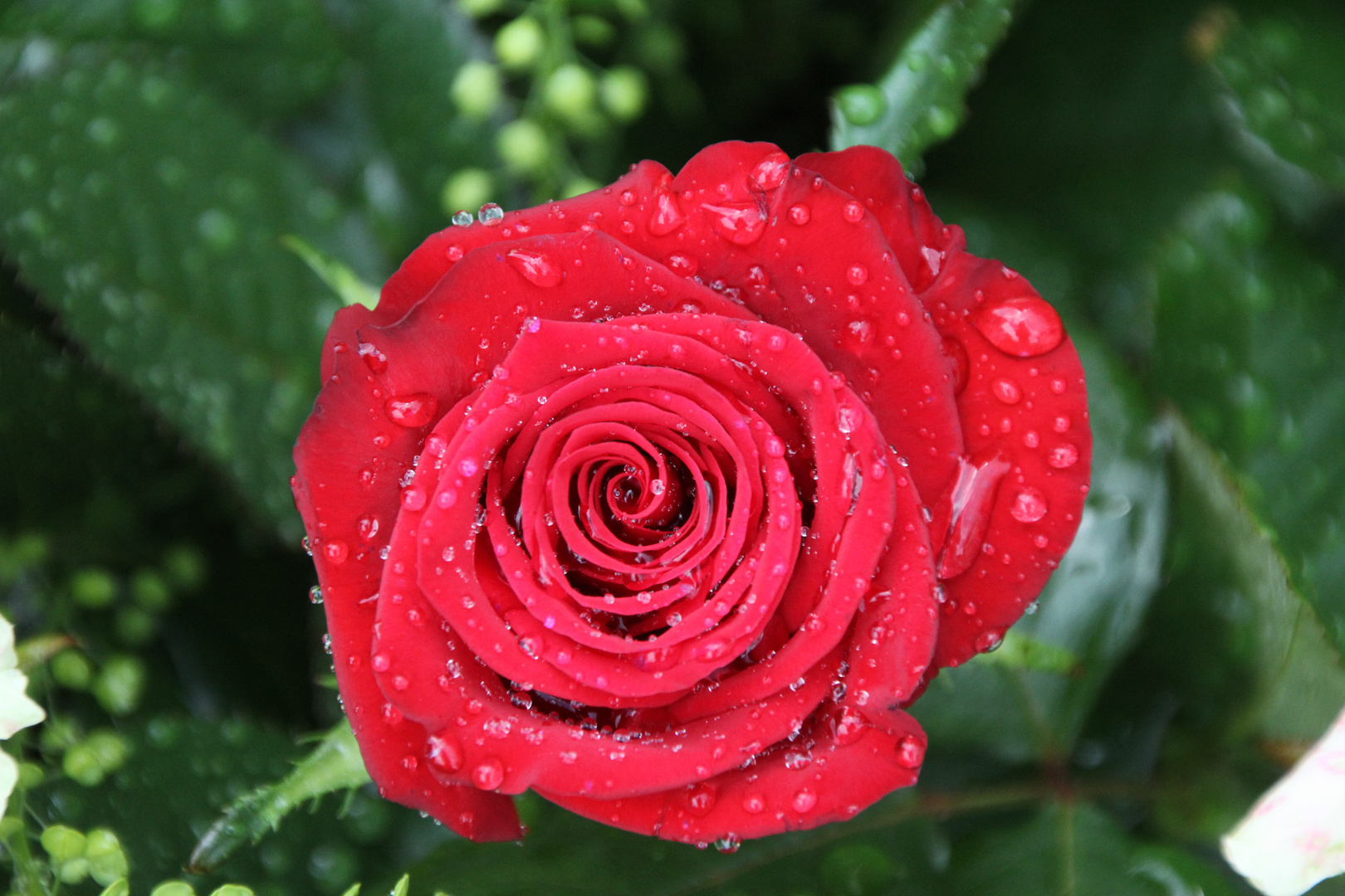 schönheit nach dem regen