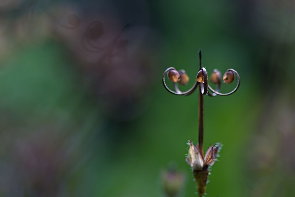 Schönheit nach der Blüte