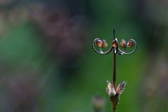 Schönheit nach der Blüte