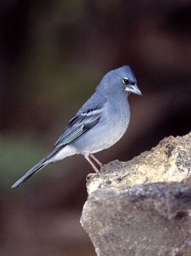 schönheit-natur