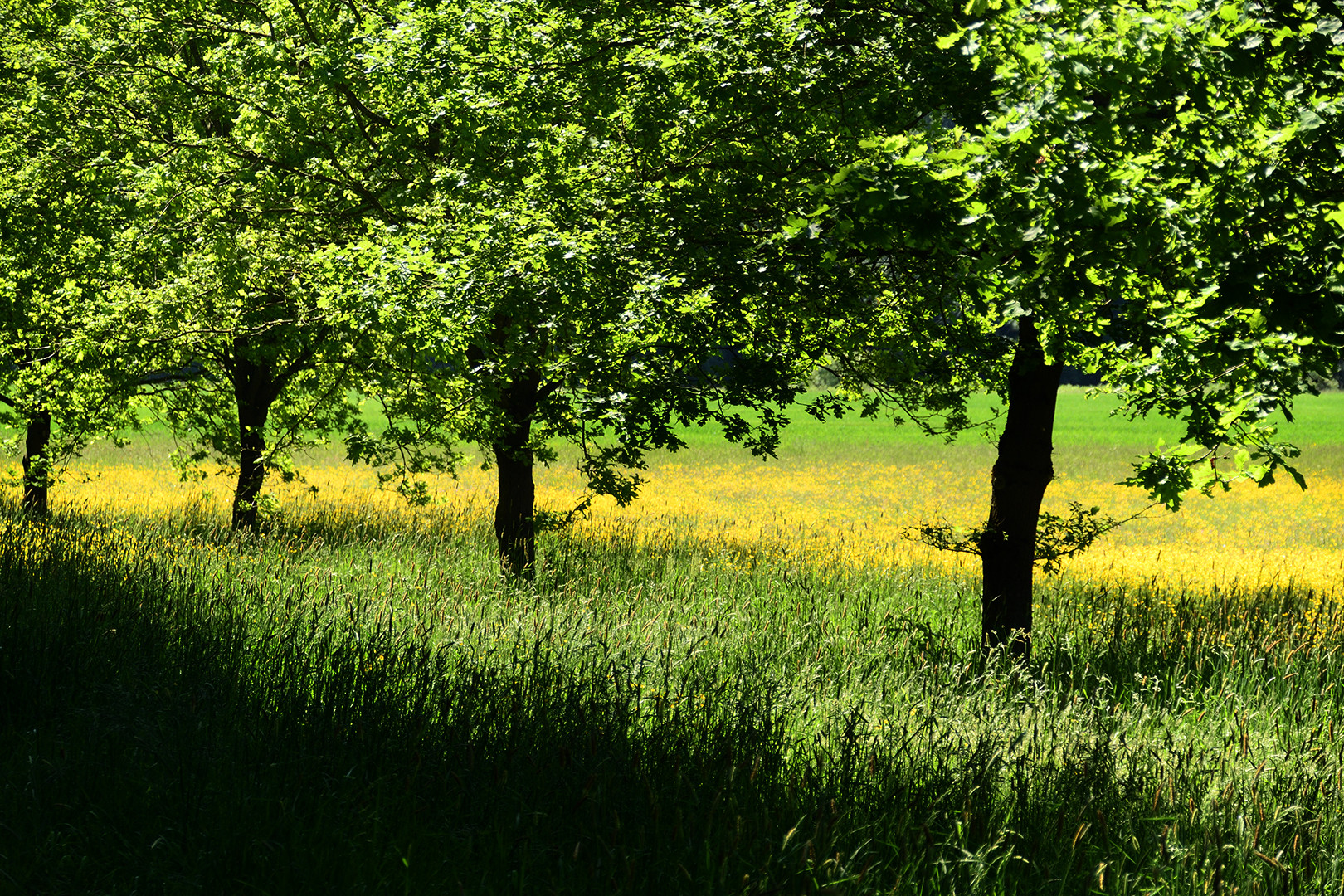 Schönheit Natur 