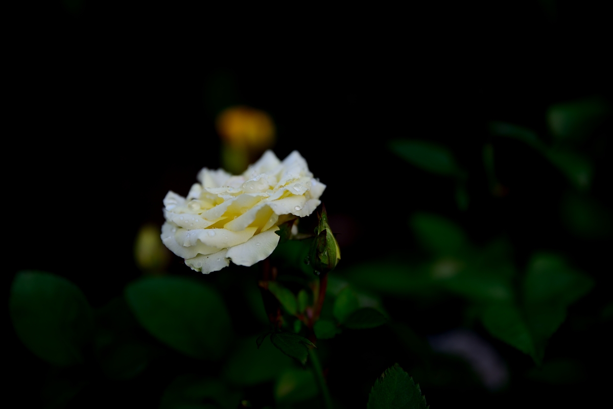 Schonheit Natur Foto Bild Pflanzen Pilze Flechten Bluten Kleinpflanzen Rosen Bilder Auf Fotocommunity