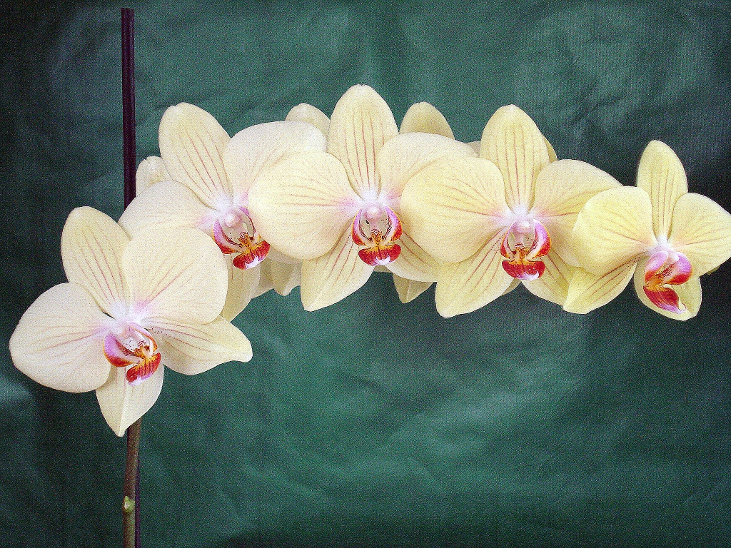 Schönheit Orchidee (5+4)