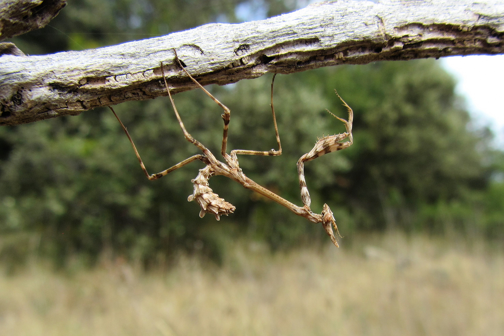 Schönheit pur: Haubenfangschrecke (Empusa pennata)