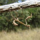 Schönheit pur: Haubenfangschrecke (Empusa pennata)