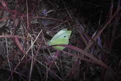 Schönheit überall - Schmetterling