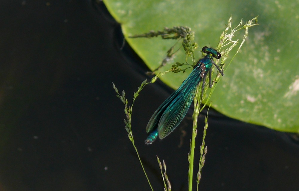 Schönheit unter den Insekten