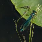 Schönheit unter den Insekten