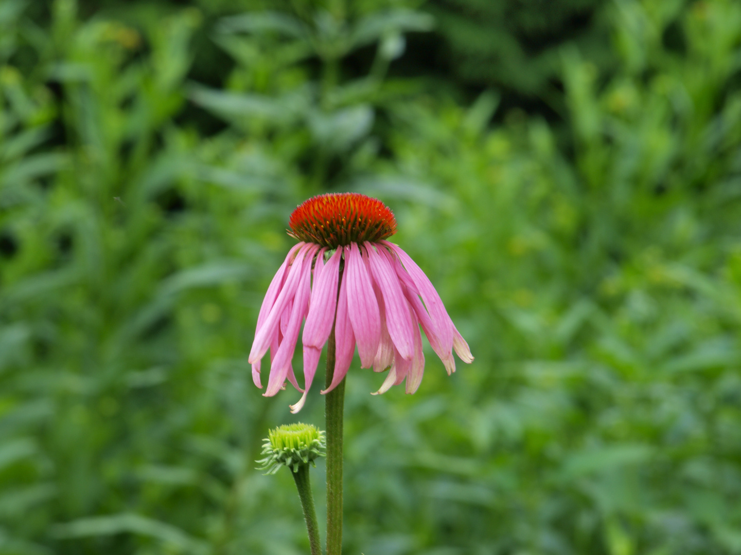 Schönheit vergeht... / Botanischer Garten Ruhr-Universität