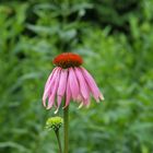 Schönheit vergeht... / Botanischer Garten Ruhr-Universität