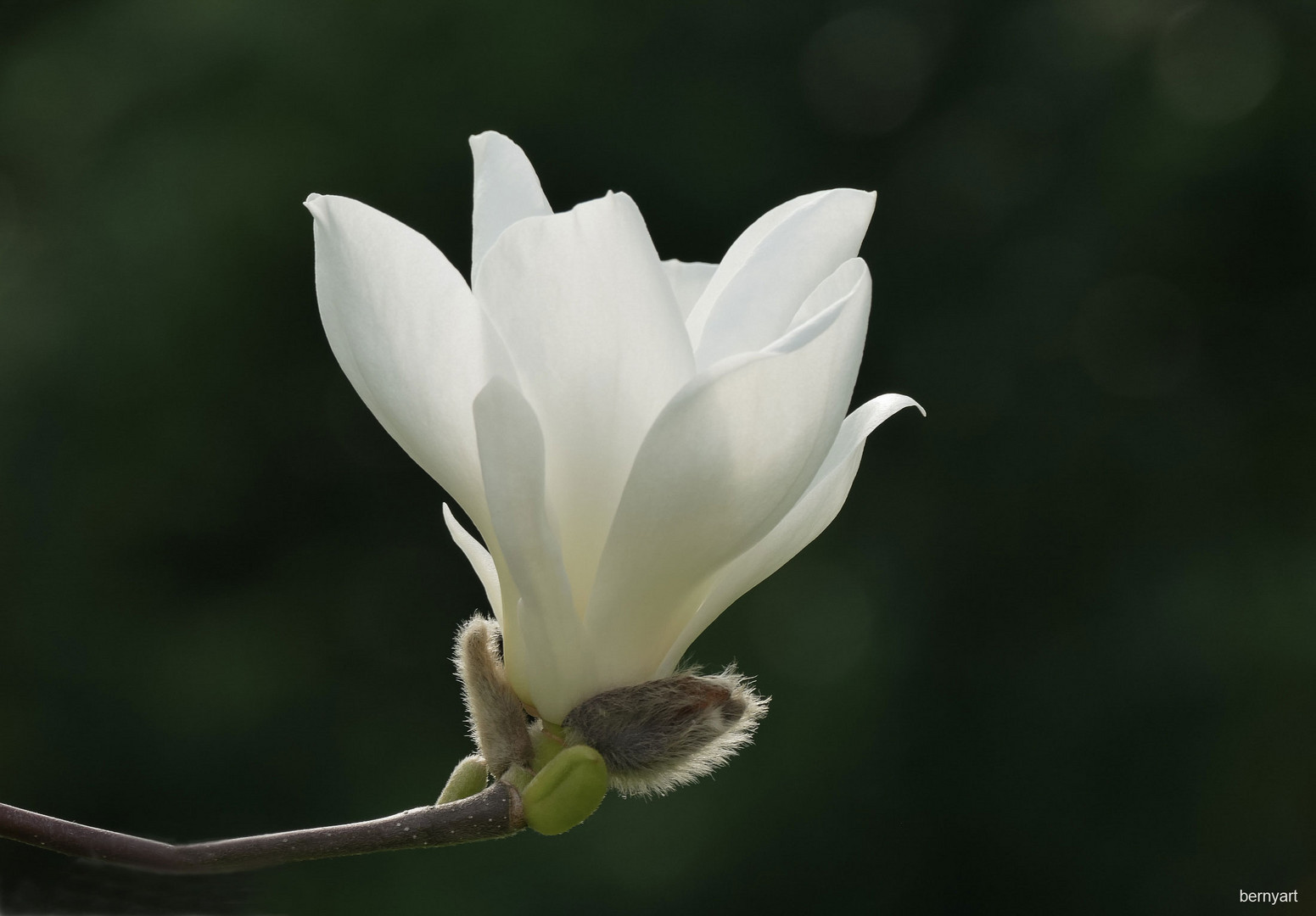 Schönheit von der Mainau