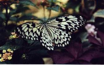 Schönheit von kurzer Dauer?