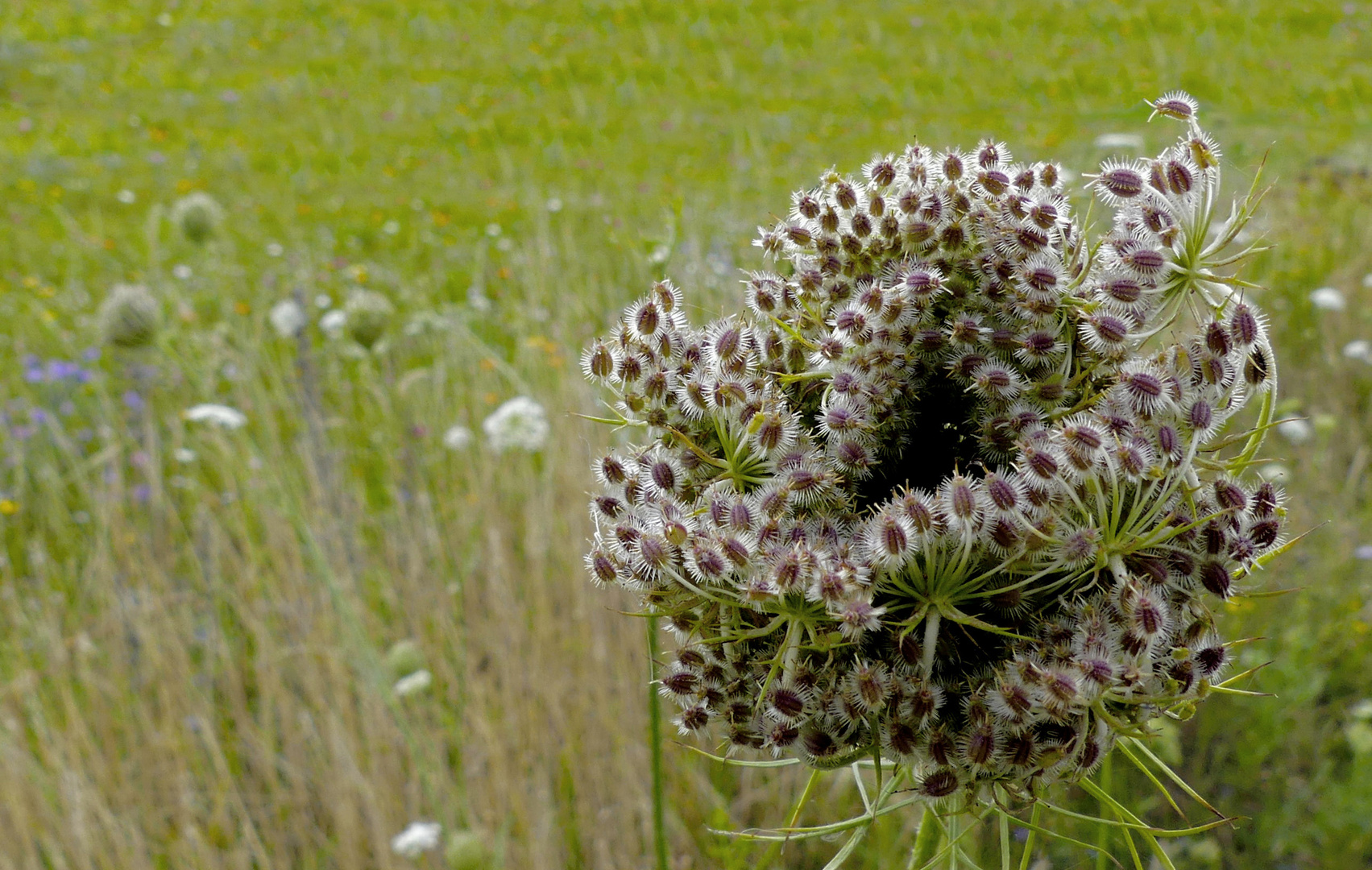  Schönheit  (Wilde Möhre)