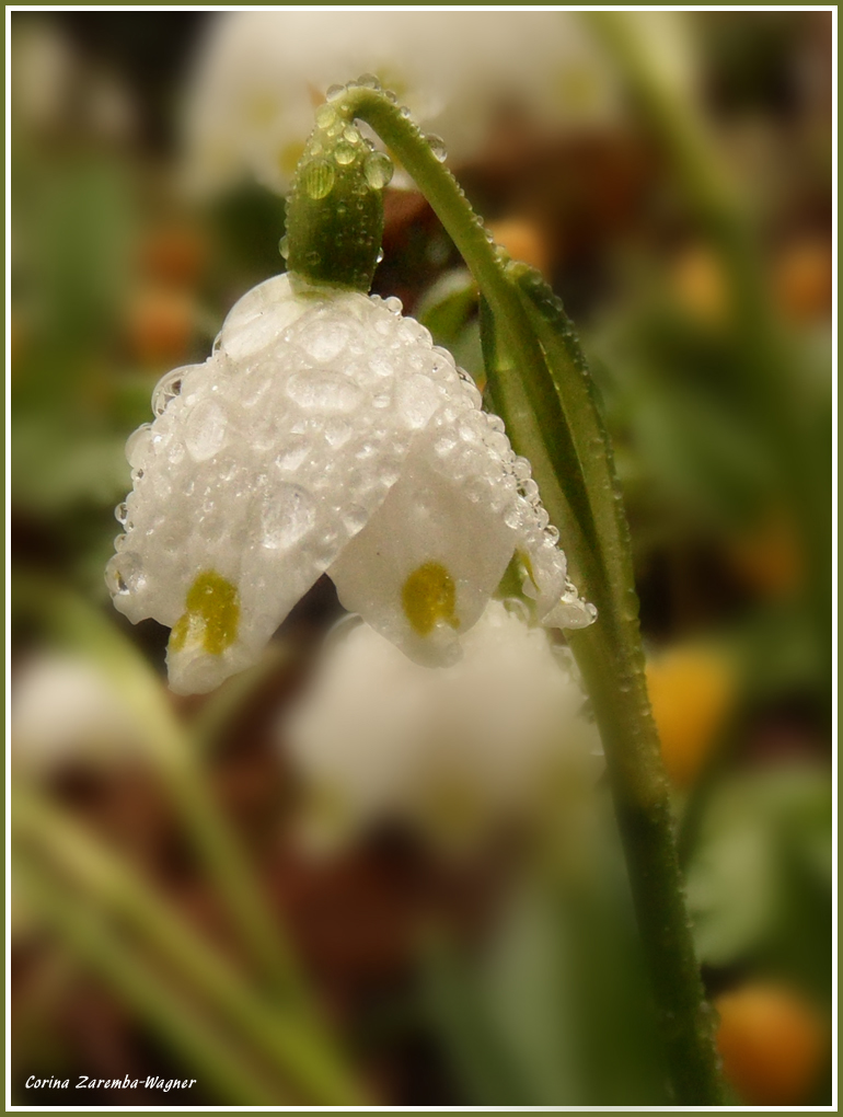 Schönheit...auch im Regen!