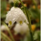 Schönheit...auch im Regen!