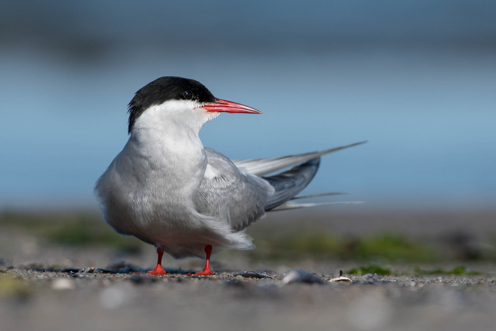 Schönheiten am Strand I