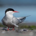 Schönheiten am Strand I