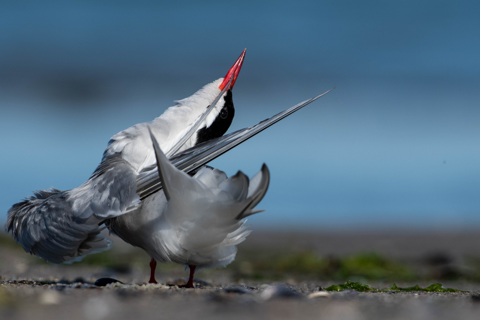 Schönheiten am Strand II