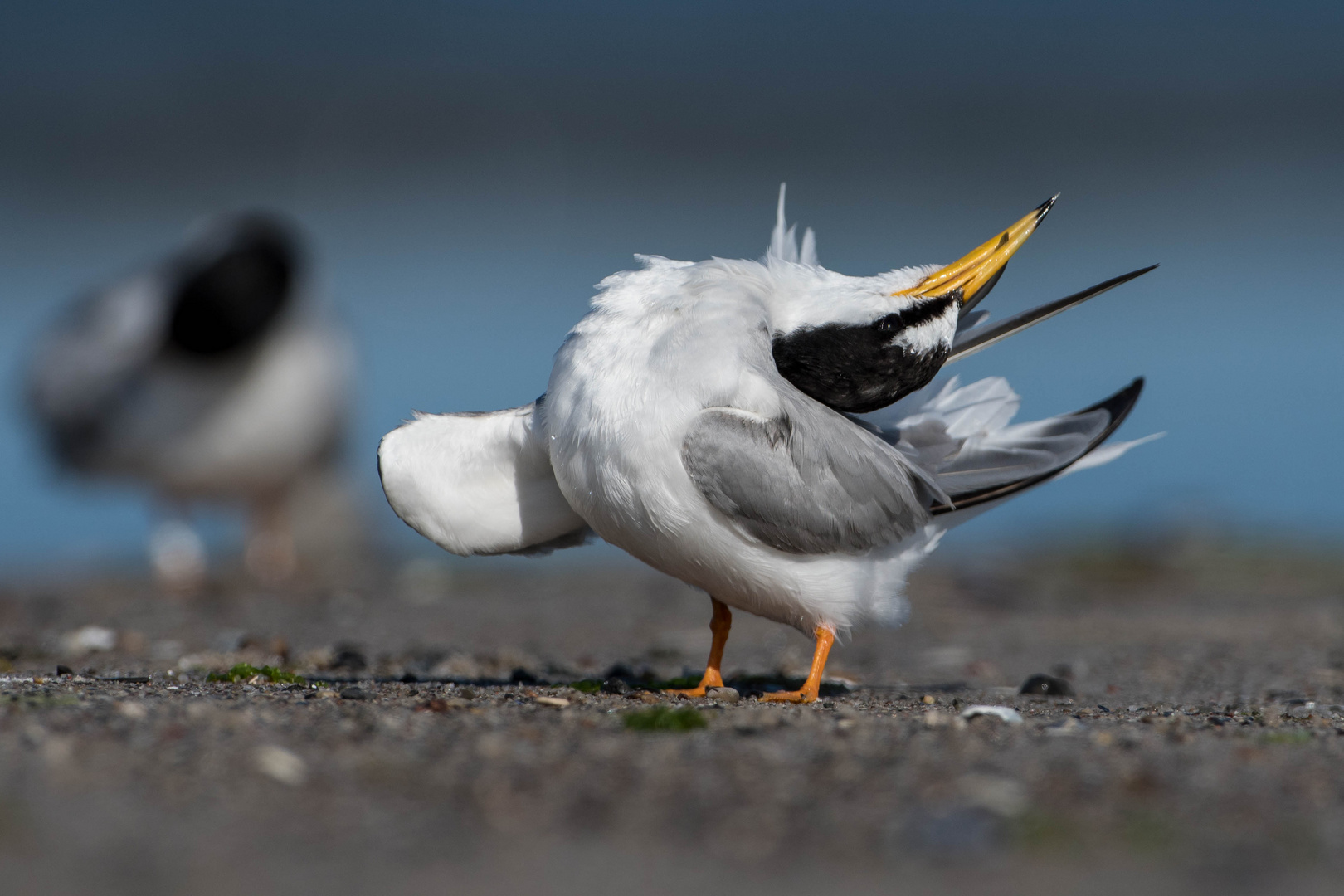 Schönheiten am Strand III