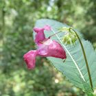 Schönheiten am Wegesrand