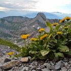 Schönheiten auf 2500 m Höhe